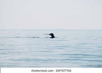 North Atlantic Right Whale, Cape Cod