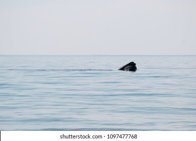 North Atlantic Right Whale, Cape Code