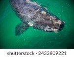 North Atlantic Right Whale (Eubalaena glacialis): The North Atlantic right whale is one of the most endangered large whale species.