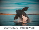 North Atlantic Right Whale (Eubalaena glacialis): The North Atlantic right whale is one of the most endangered large whale species.