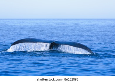 North Atlantic Right Whale (Eubalaena Glacialis) In The Bay Of Fundy Nova Scotia Canada