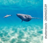 The North Atlantic Right Whale is one of the most endangered marine mammals in the world.
