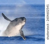 The North Atlantic Right Whale is one of the most endangered marine mammals in the world.