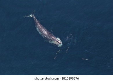 The North Atlantic Right Whale Is One Of The Most Critically Endangered Populations Of Large Whales In The World -- There Are Likely Only About 450 Left In The Wild.