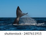 North Atlantic right whale tail lobtailing, endangered species.