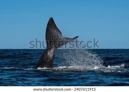 North Atlantic right whale tail lobtailing, endangered species.
