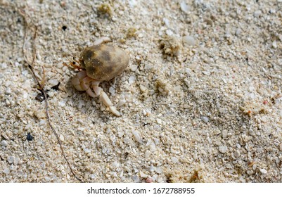 North Malé Atoll, Maldives - December 29 2019 - A Small Hermit Crab On The Maldivian Beach