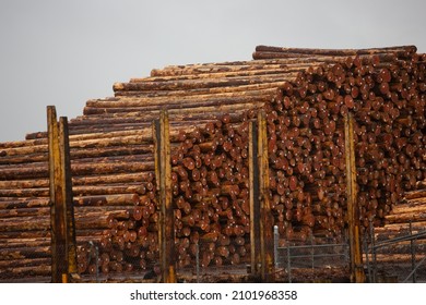 North Bend, Oregon, United States - 09-17-2021: A view of a large pile of tree logs seen at a local logging yard. 