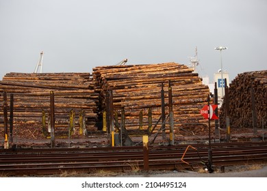 North Bend, Oregon, United States - 09-17-2021: A View Of A Large Pile Of Tree Logs Seen At A Local Logging Yard. 