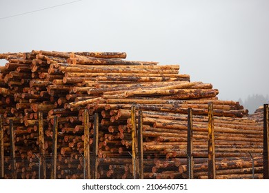 North Bend, Oregon, United States - 09-17-2021: A View Of A Large Pile Of Tree Logs Seen At A Local Logging Yard. 