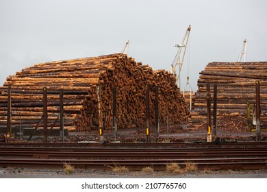 North Bend, Oregon, United States - 09-17-2021: A View Of A Large Pile Of Tree Logs Seen At A Local Logging Yard. 