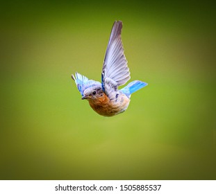 North Carolina Bluebird Flying Towards Camera