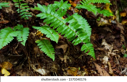 North Carolina Fern In Pisgah National Forest