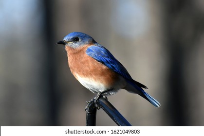 North Carolina perching Blue bird