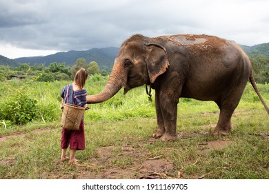 North Of Chiang Mai, Thailand. A Girl Is Feeding An Elephant In A Sanctuary For Old Elephants.