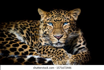 North China leopard Panthera pardus japonensis black backround Zoo