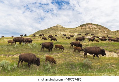 North Dakota Bison Herd