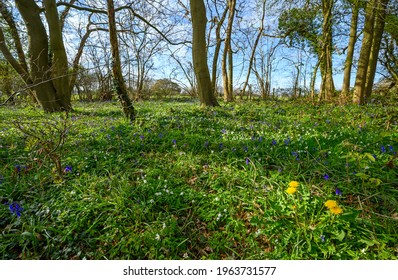 North Downs Near Otford In Kent, UK. Woodland With Spring Flowers (bluebells, Dandelions) Near The Village. Otford Is Located On The North Downs Way And Is A Good Base For Exploring The Countryside