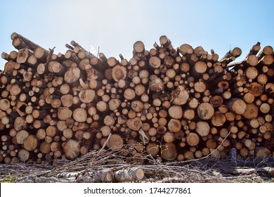 North Forestry. Timber cutting, continuous cutting. Stack of spruce logs, softwood - Shutterstock ID 1744277861