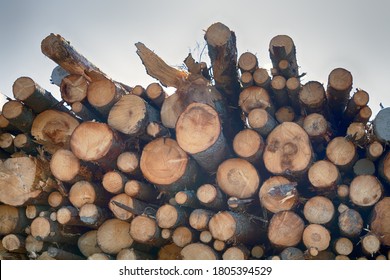 North Forestry. Timber cutting, Wood storage place. Ends, heads of spruce logs. Stack of spruce logs, softwood - Shutterstock ID 1805394529