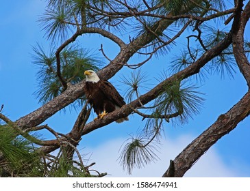 A North Fort Myers Eagle Perches In A Tree Searching For Its Next Meal