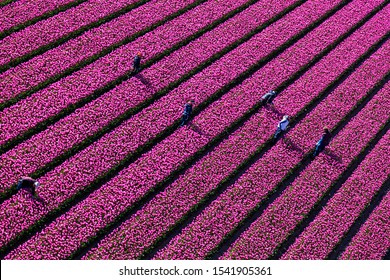 North Holland, The Netherlands - May 2016: Aerial view of the tulip fields in North Holland , The Netherlands
