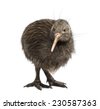 kiwi bird isolated