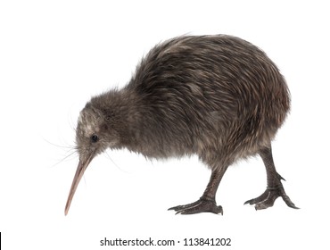 North Island Brown Kiwi, Apteryx mantelli, 5 months old, walking against white background - Powered by Shutterstock
