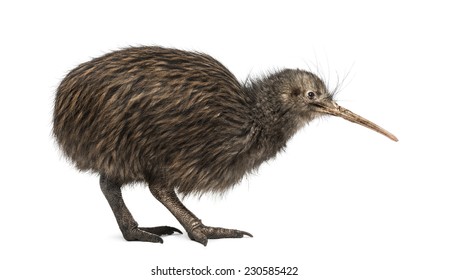 North Island Brown Kiwi, Apteryx Mantelli