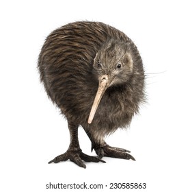 North Island Brown Kiwi, Apteryx Mantelli