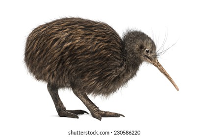 Kiwi Bird Billeder Stock Fotos Og Vektorer Shutterstock