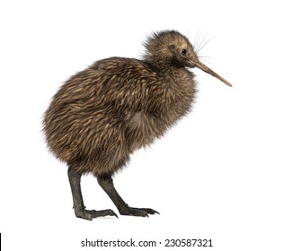 North Island Brown Kiwi, Apteryx Mantelli, 3 Months Old