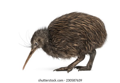 North Island Brown Kiwi, Apteryx Mantelli