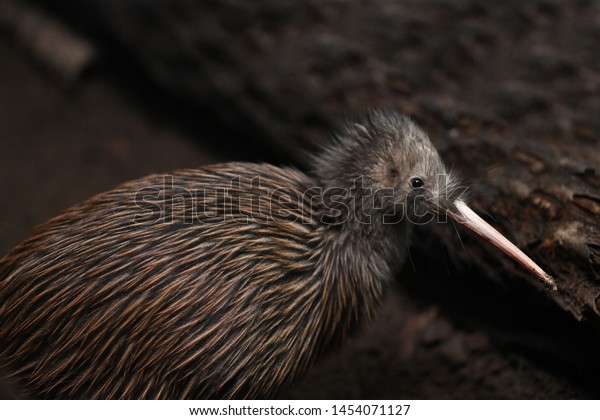 The North\
Island brown kiwi, Apteryx mantelli, is the most common kiwi, with\
about 35,000 remaining in New Zealand.\

