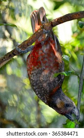 North Island Kaka (Nestor meridionalis) Similar to its cousin the Kea in size and behaviour, Kaka has distinctive dark reddish plumage and endangered