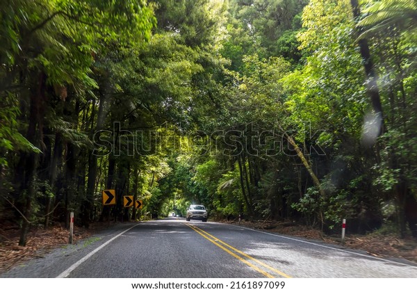 North Island, New\
Zealand - December 23, 2019: Cars driving into autumn forest in\
Nort Island, New Zealand
