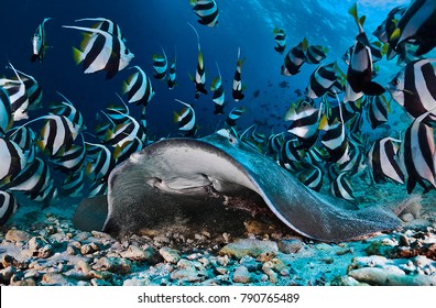 North Male-atoll, Maldives, 02.04.2017, Sting Ray Surrounded By School Of Butterfly Fish.