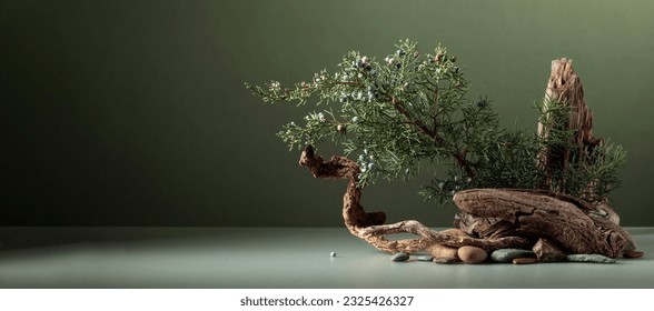 North nature scene with a composition of juniper, stones, and dry snags. Neutral green background for product branding, identity, and packaging. Natural pastel colors. Copy space, front view. - Powered by Shutterstock