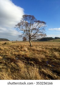 North Pennines AONB, England: May 2015 - A Lonely Tree.