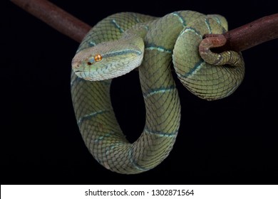 17 North philippine temple pit viper Images, Stock Photos & Vectors ...