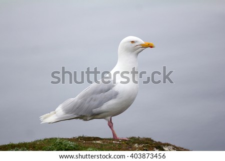 North pole Burgermeister at its best. Male glaucous gull (Larus hyperboreus) in summer plumage on edge of cliff. Novaya Zemlya archipelago, Barents sea