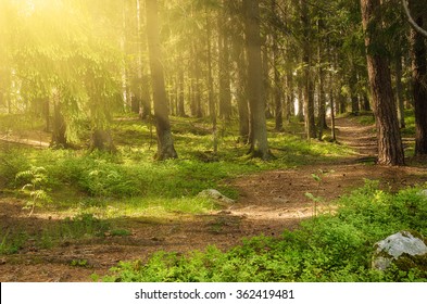 North scandinavian pine sunny forest with path and stones, Sweden natural travel outdoors background