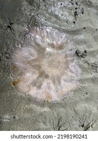 North Sea Germany Fish Beach Wildlife 