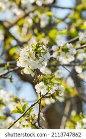 North Star Blossoms On A Sunny Spring Morning