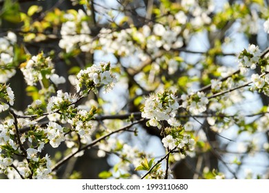 North Star Cherry Tree Blossoms In Spring