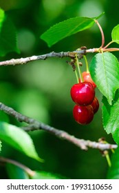 North Star Tree Bearing Fruit In Lat Spring