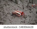 The north Vietnamese sesarmidae crab