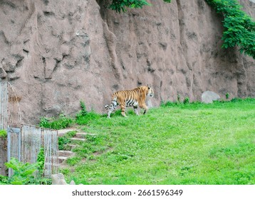 A Northeast tiger is walking back and forth in the grass
