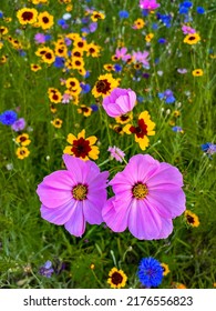 Northeast United States Wildflowers In Bloom - Pink Wild Cosmos, Black Eyed Susan’s, Blue Cornflowers