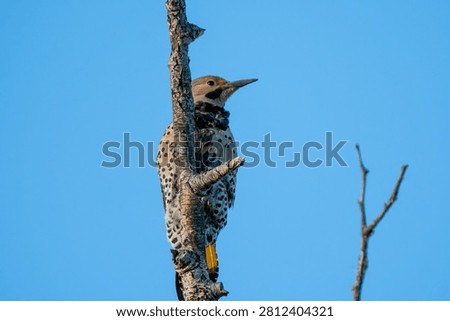 Norther Flicker perched in a tree